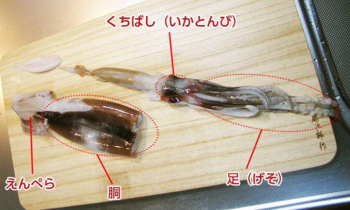 イカの部位の説明