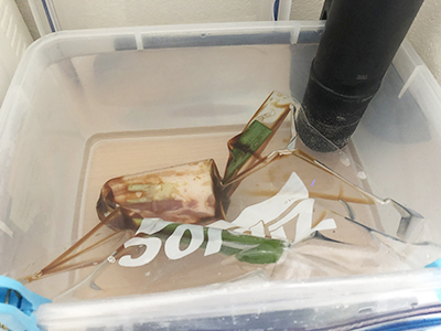 数時間おきに水量をチェック